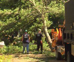 Tree Cutting - Jackson's Tree Service in Dayton, ME