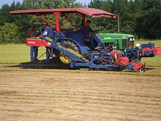 centipede sod installation