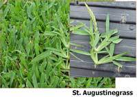 St. Augustine grass