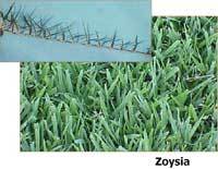 Zoysia grass