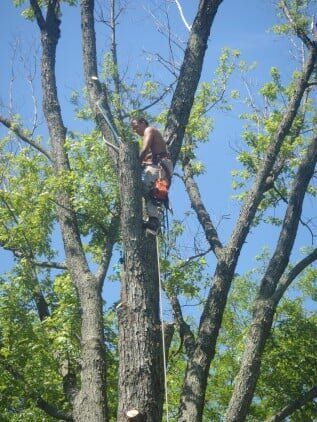 Professional man trimming trees — tree care in Bethlehem, PA