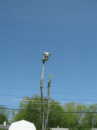 After the tree trimming — tree care in Bethlehem, PA