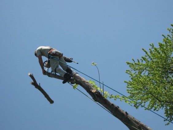 Man cutting logs — tree care in Bethlehem, PA