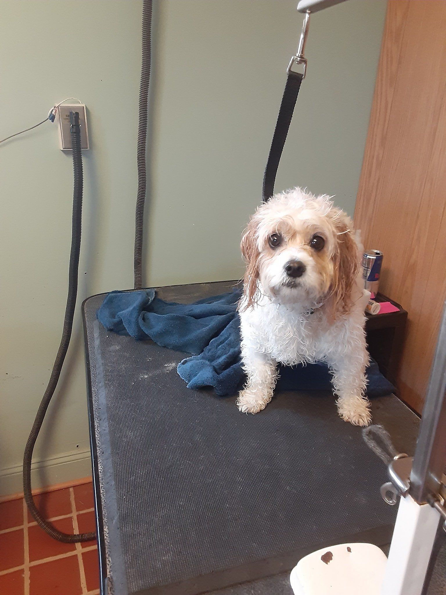 tri_state_pet_gallery_photo_46