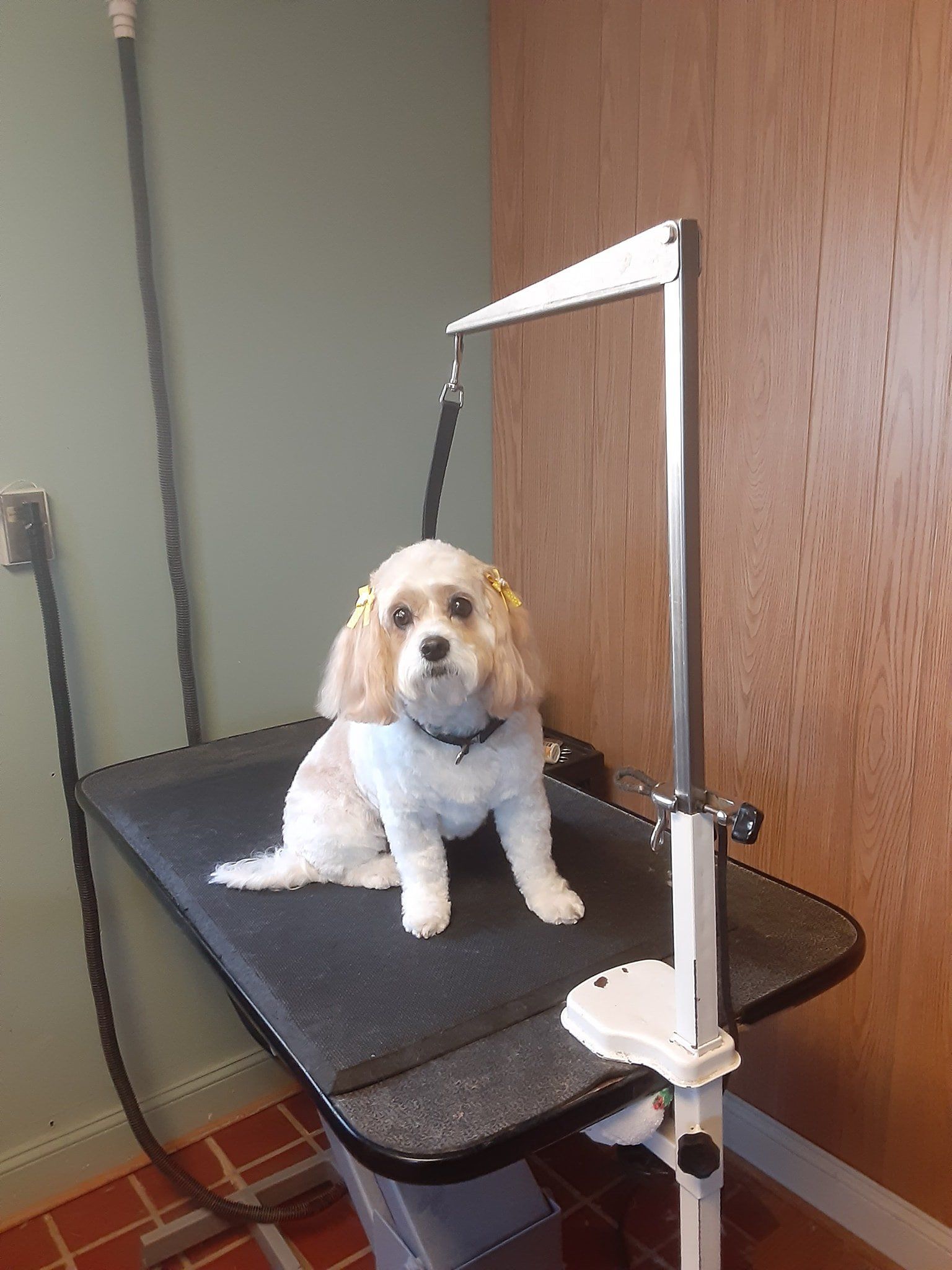 tri_state_pet_gallery_photo_39