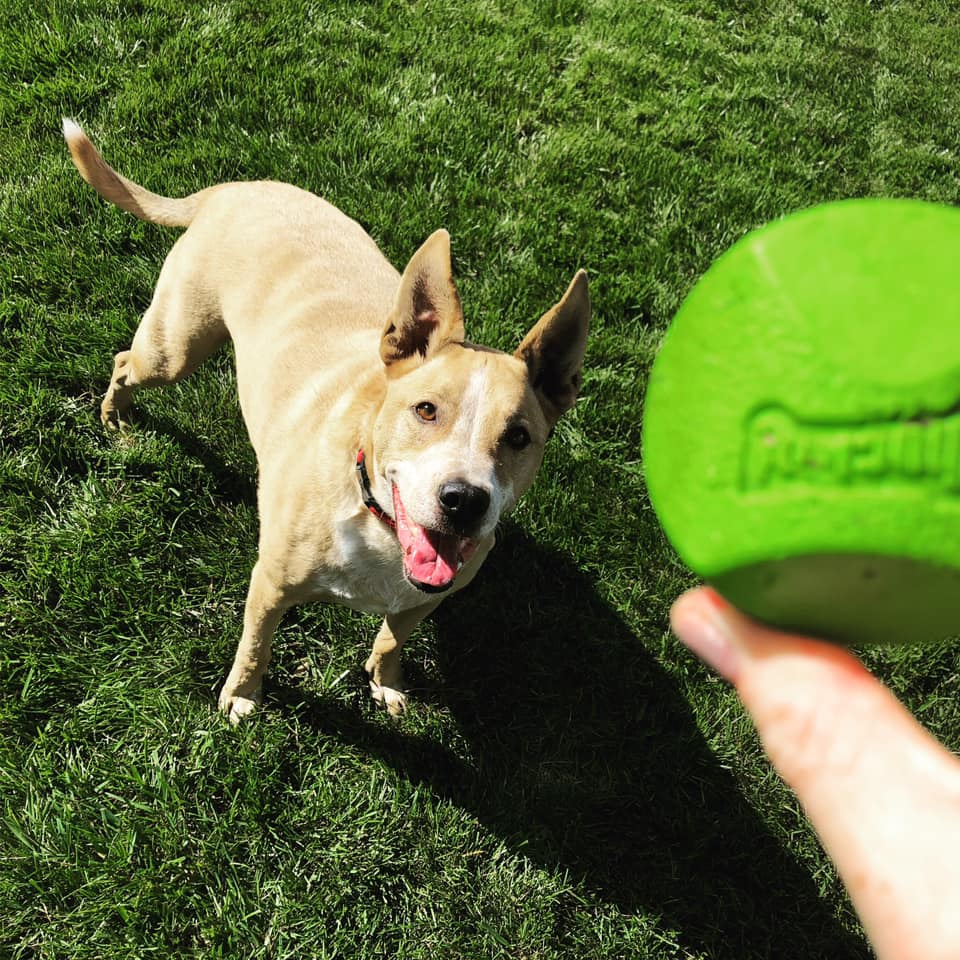 tri_state_pet_gallery_photo_26
