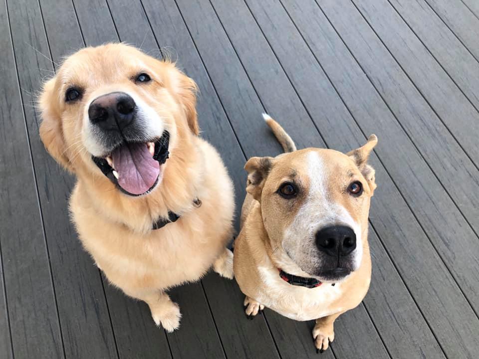 happy_dogs