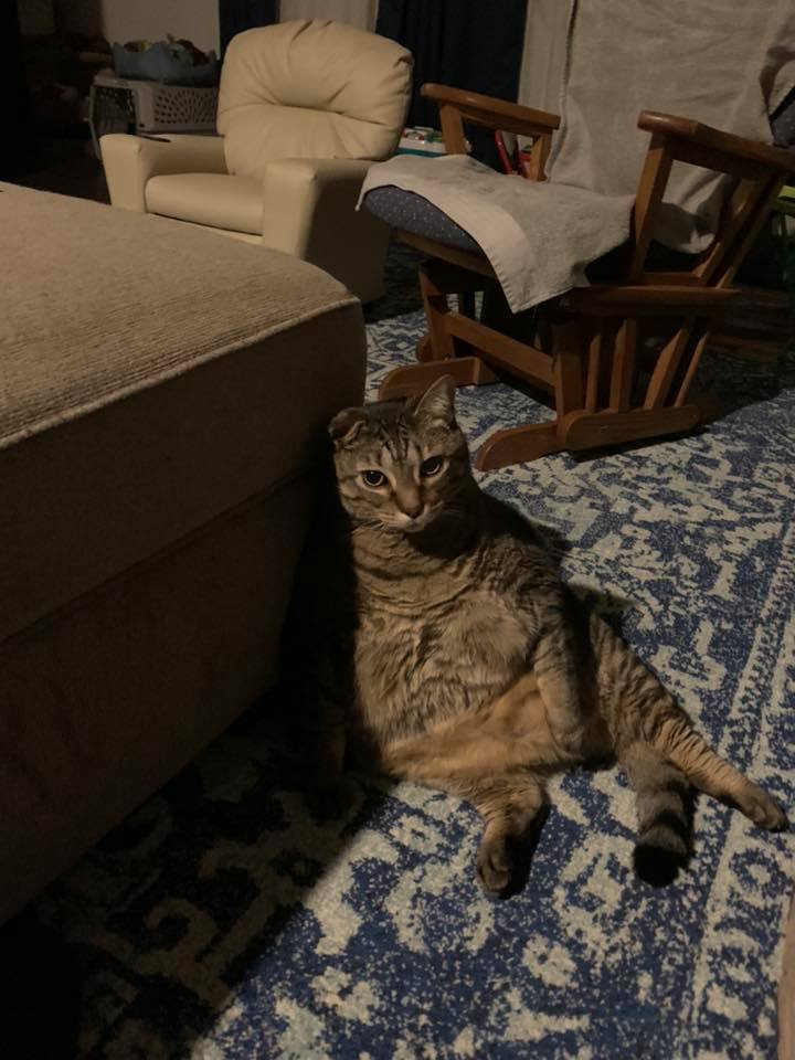 tri_state_pet_gallery_photo_15
