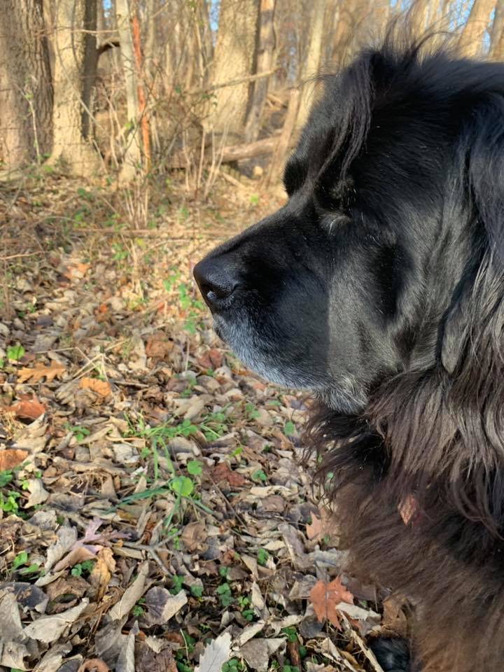 tri_state_pet_gallery_photo_12