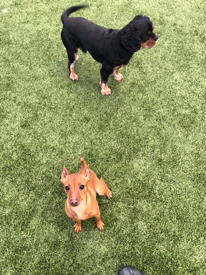 tri_state_pet_gallery_photo_6