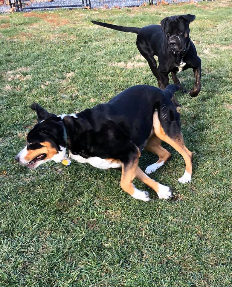 tri_state_pet_gallery_photo_3