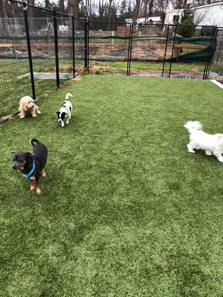 tri_state_pet_gallery_photo_1