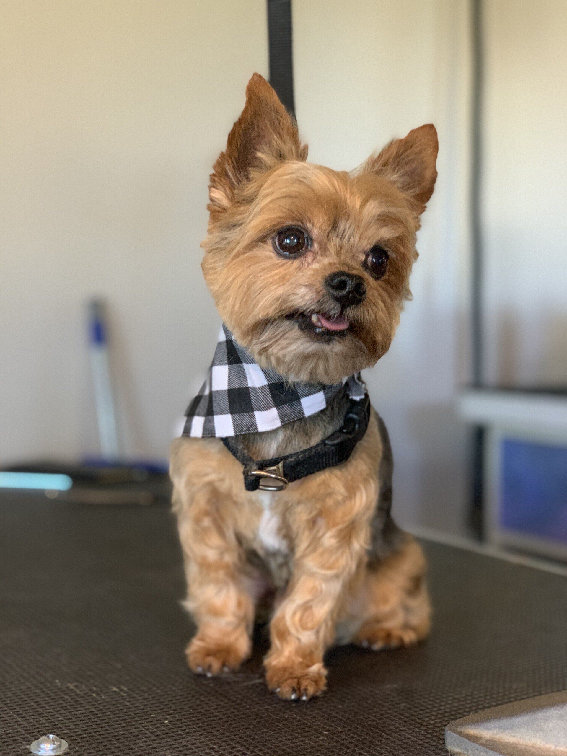 bre_grooming