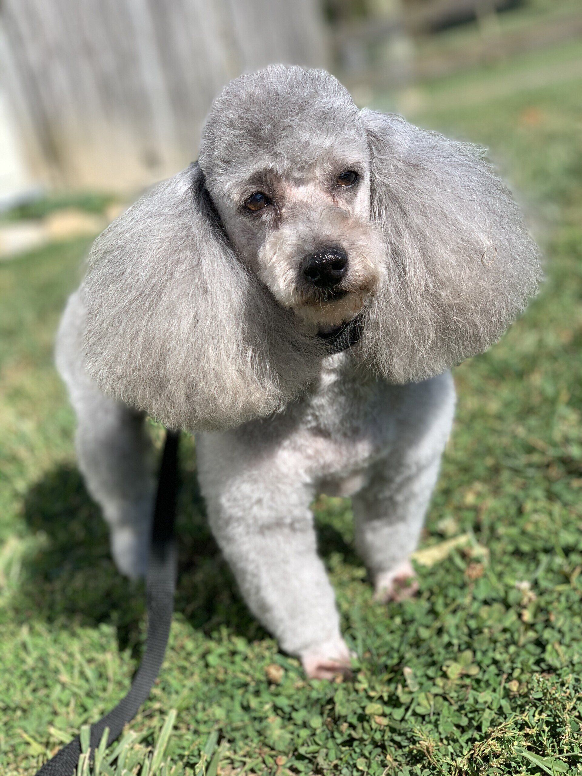 grooming service