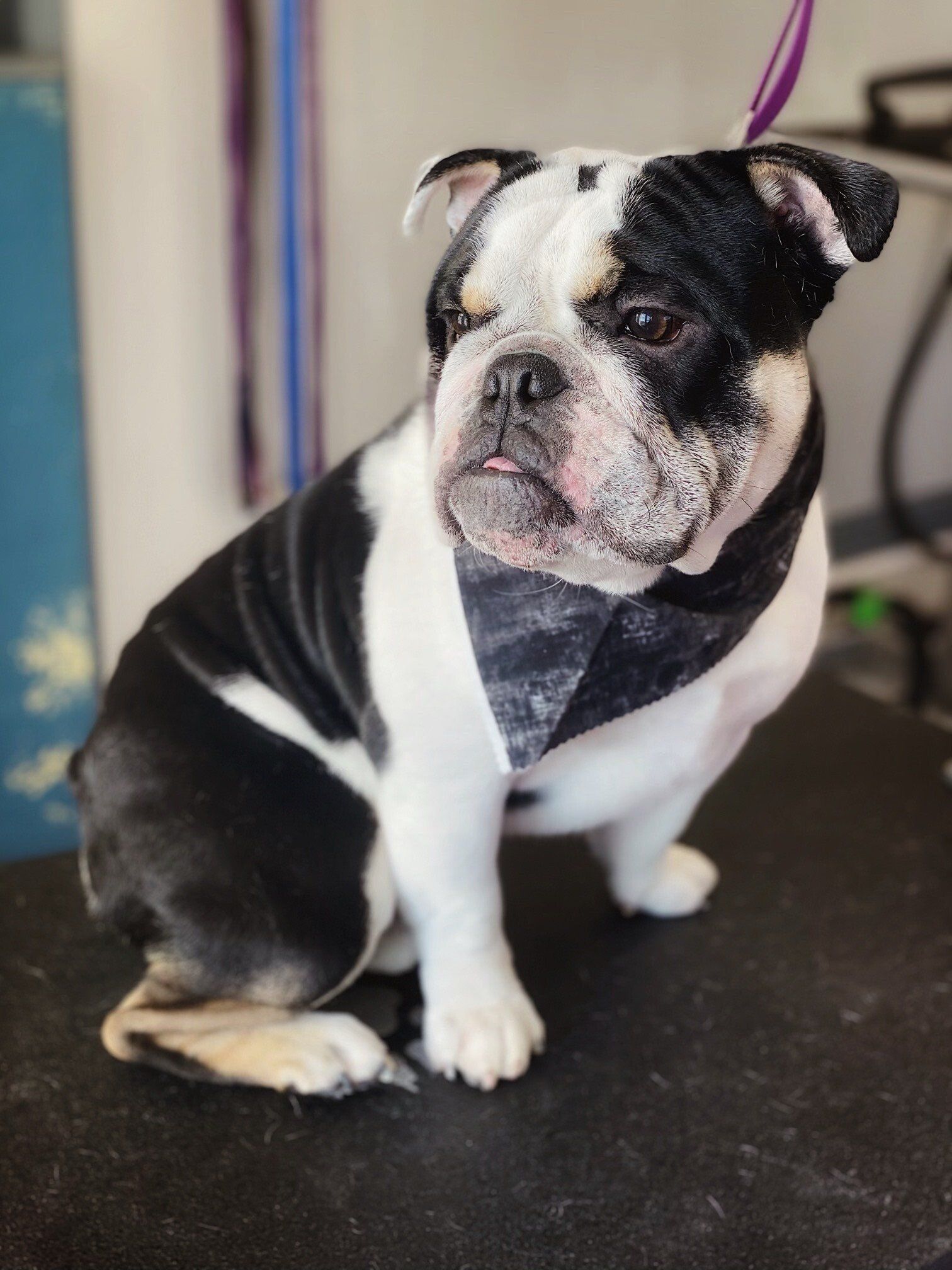 katie_grooming_1