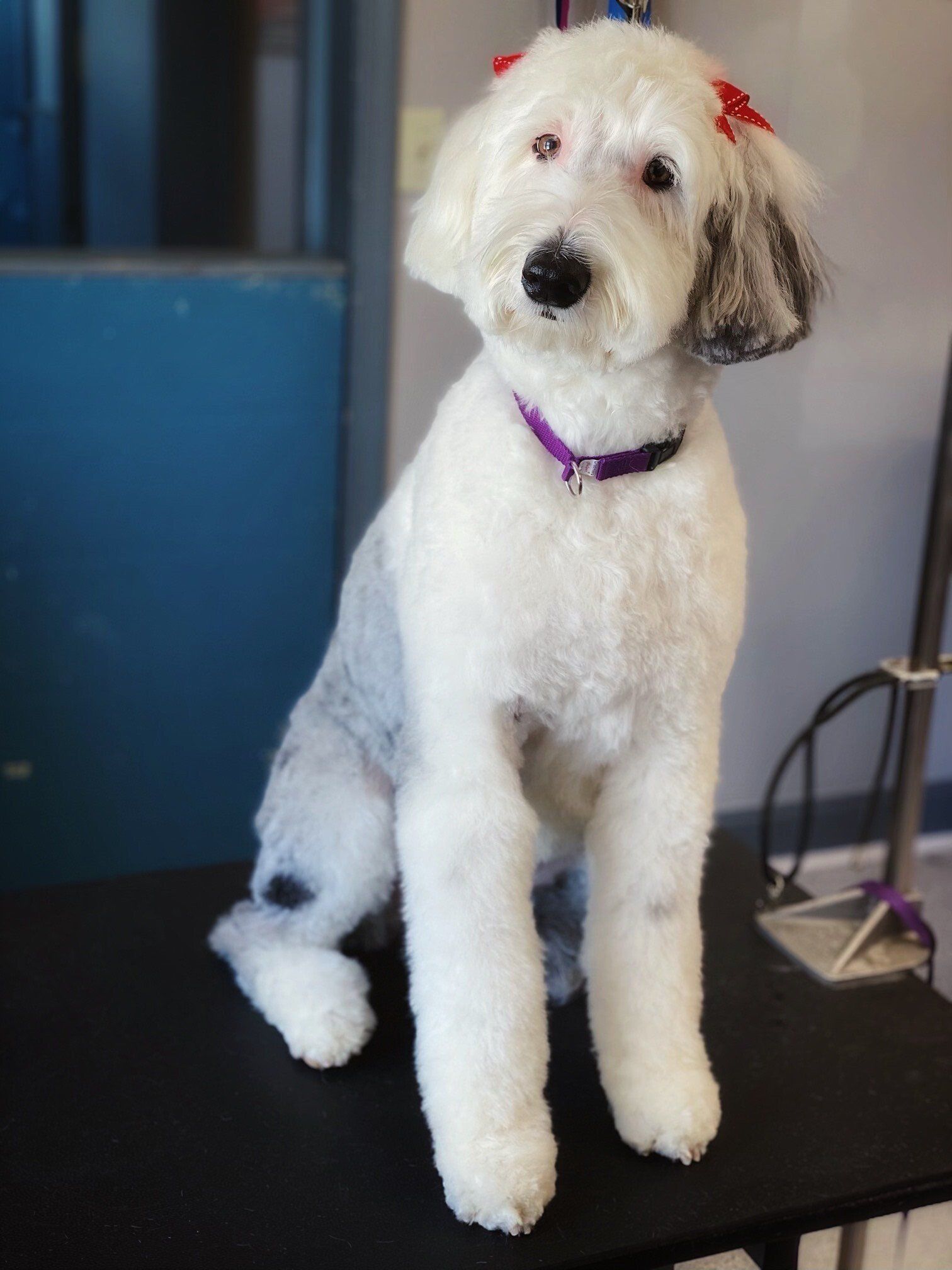 katie_grooming_3