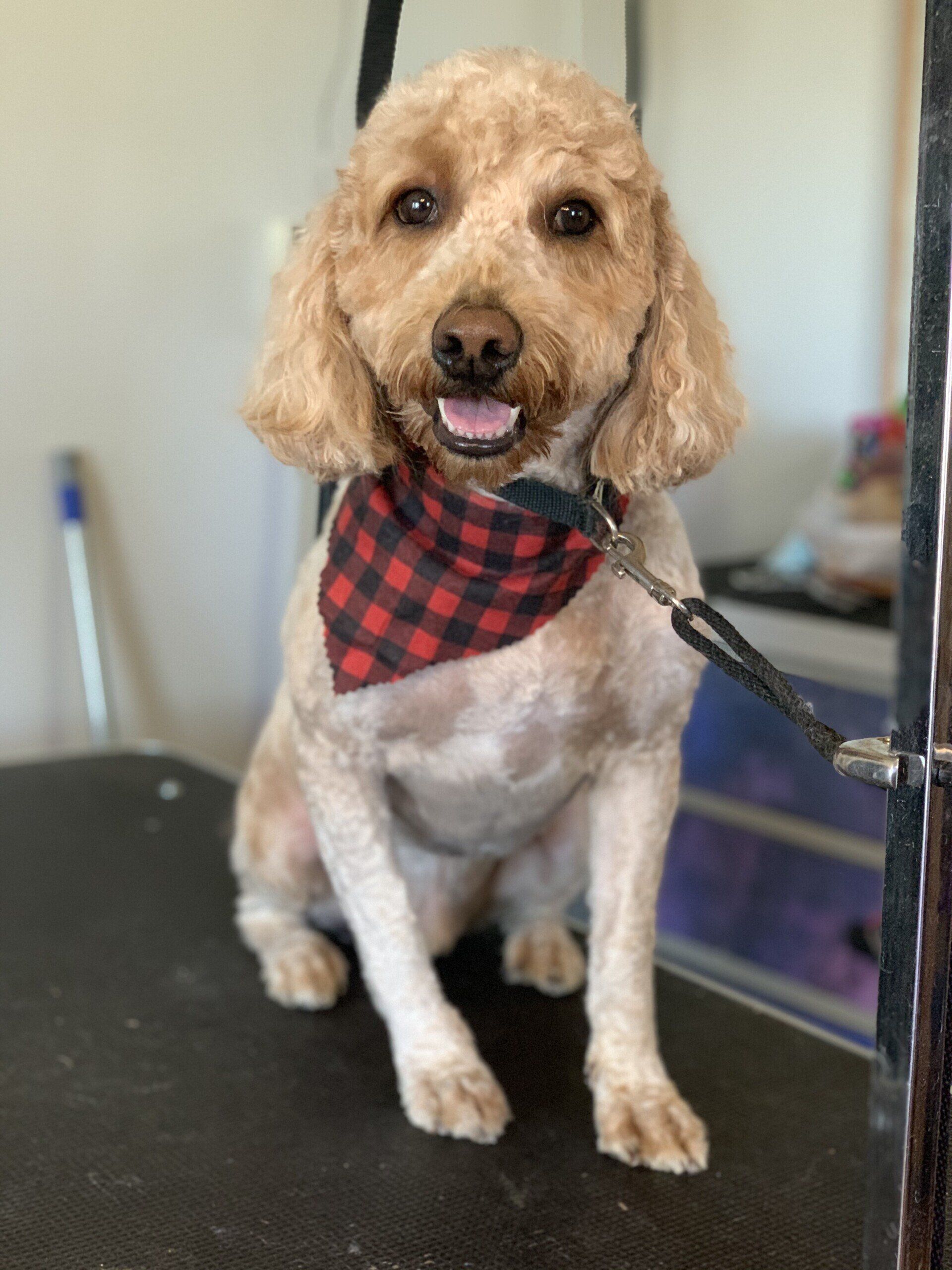 bre_grooming_2
