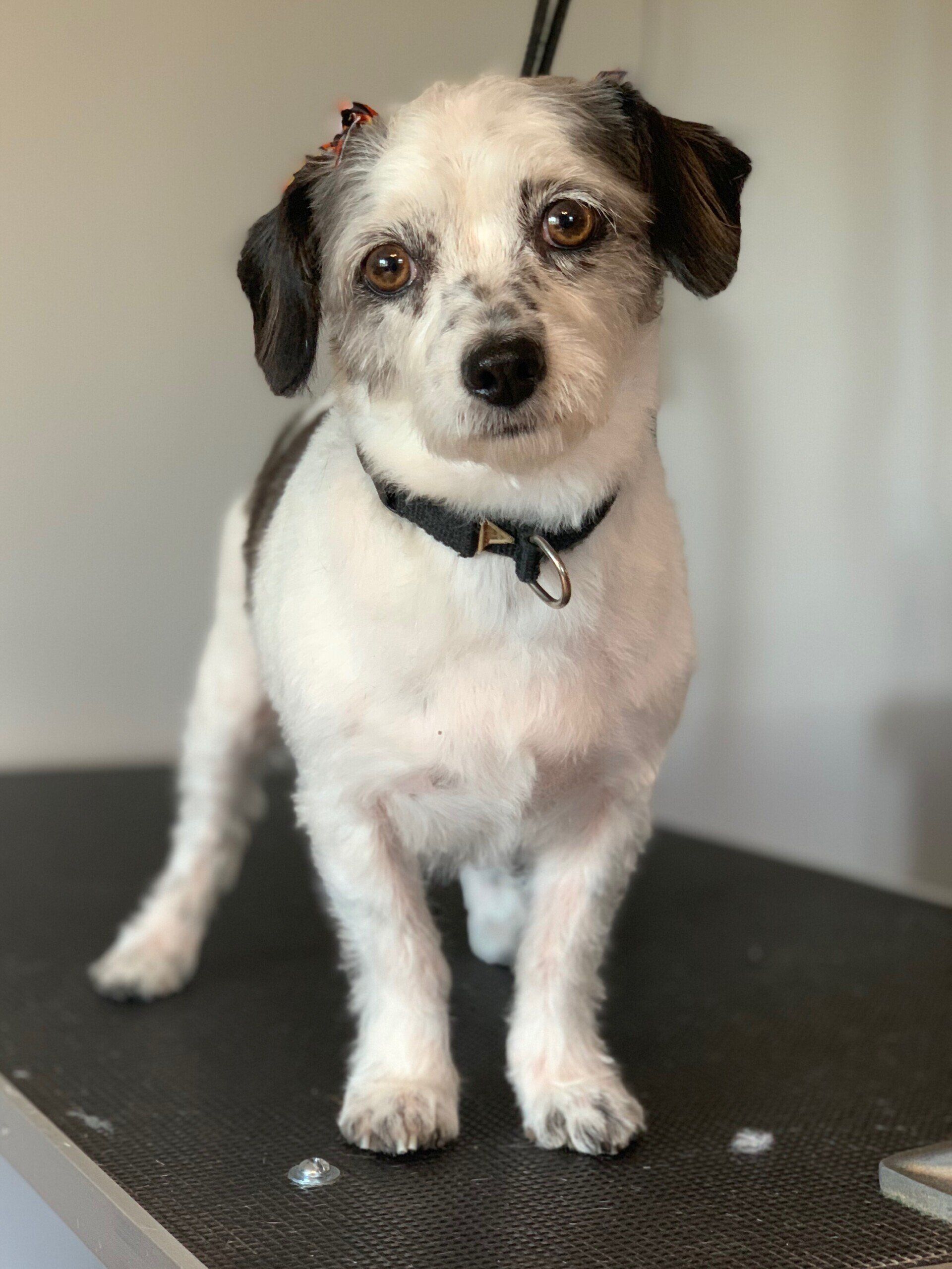 bre_grooming_3