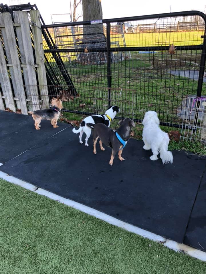 tri_state_pet_gallery_photo_55