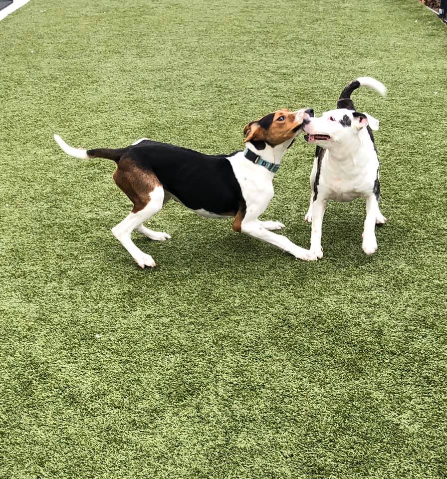 tri_state_pet_gallery_photo_59