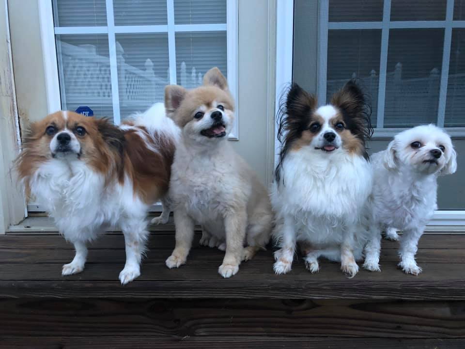 tri_state_pet_gallery_photo_56