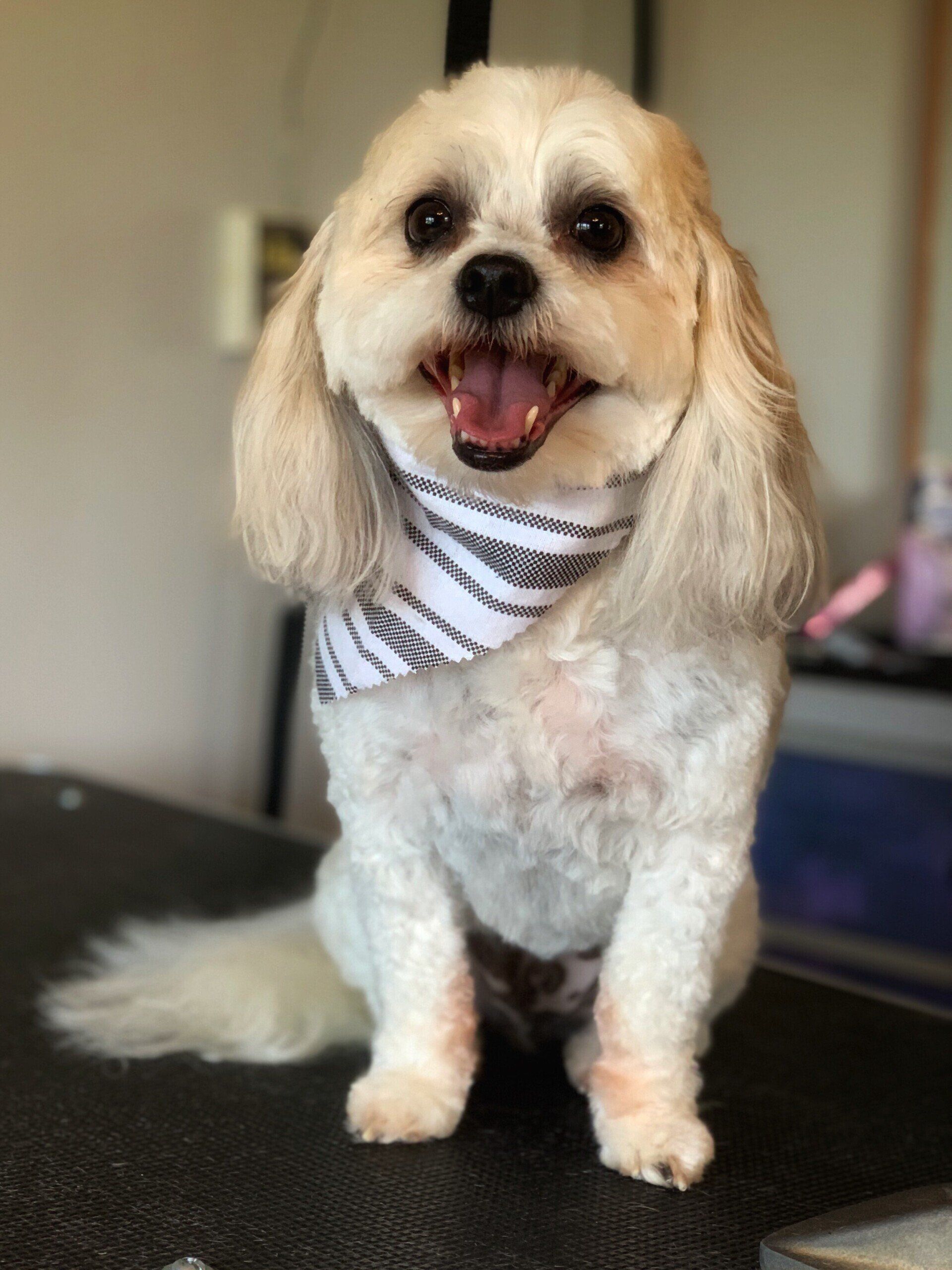 grooming service