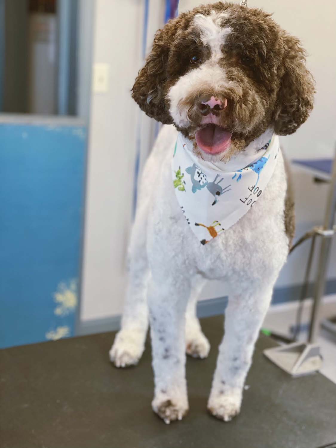 max_grooming
