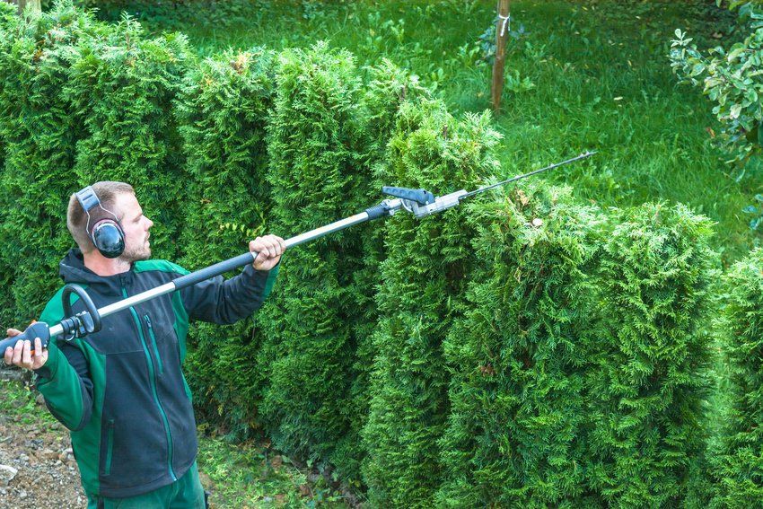 Hedge Trim