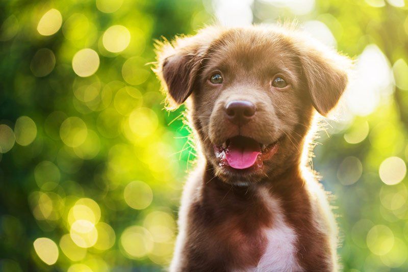 happy dog