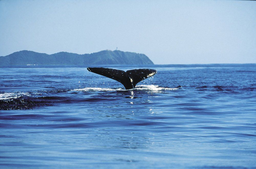 wale tail