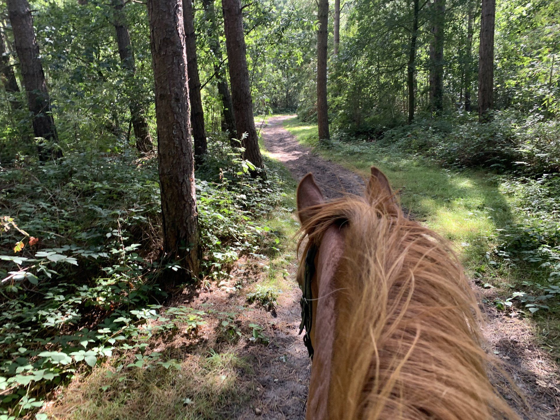 Paardrijden in het bos