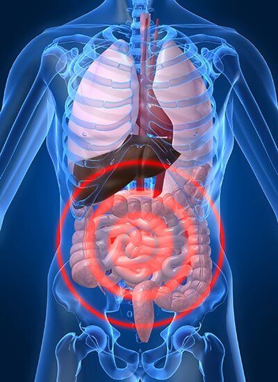 Ilustración médica en 3D de la anatomía del torso humano, cavidad torácica y órganos internos