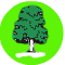 London Trees All Areas