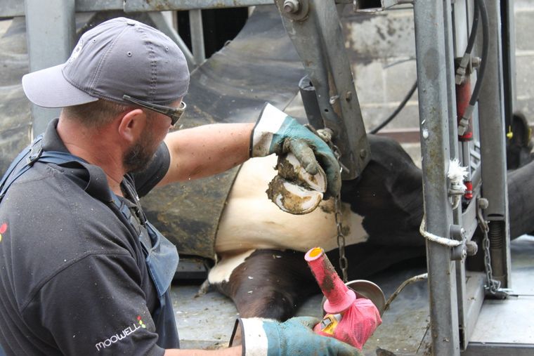 Hoof care