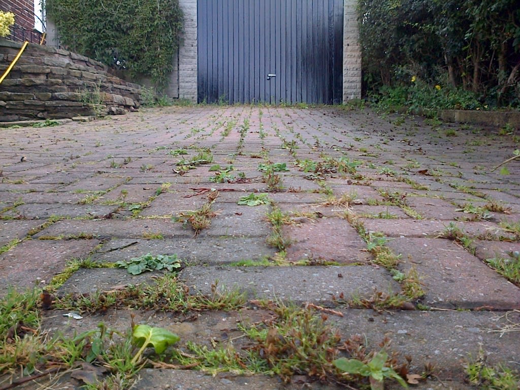 overgrown driveway