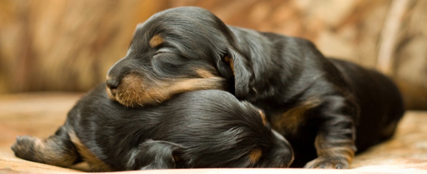 cuccioli di cane