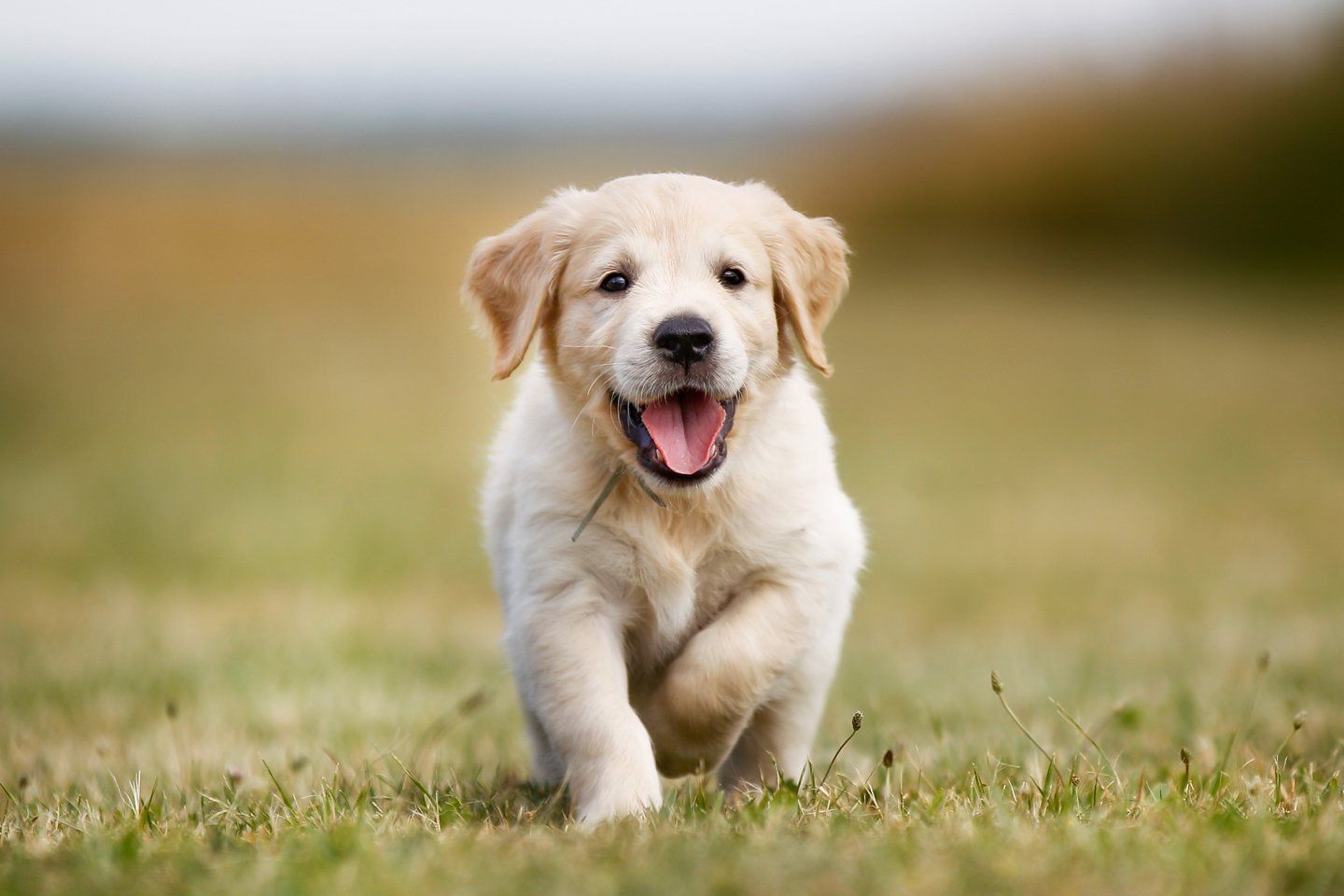 cucciolo di cane in buona salute