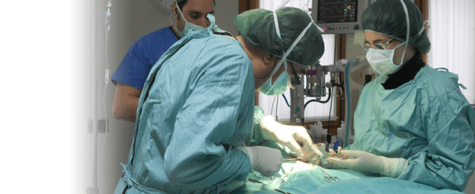 veterinari veterinari