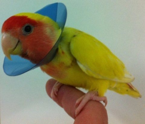 animali esotici
