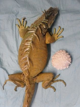 animali esotici