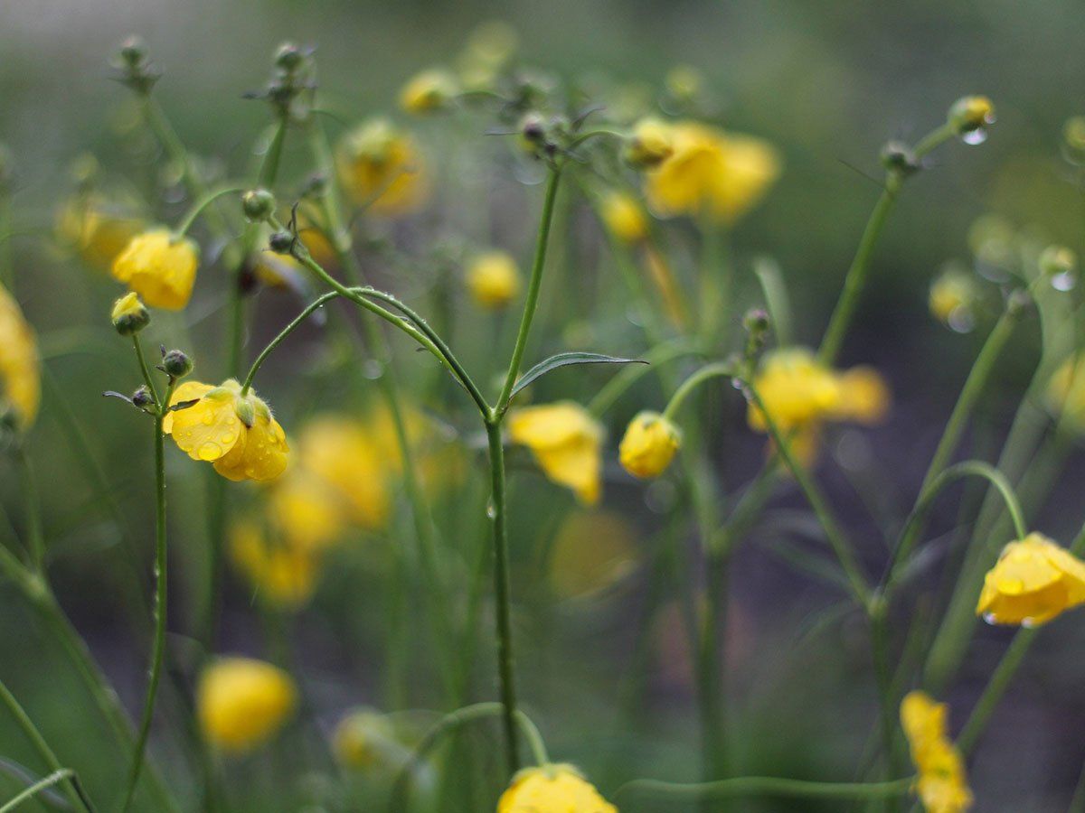 Fiori per preparazioni di naturopatia