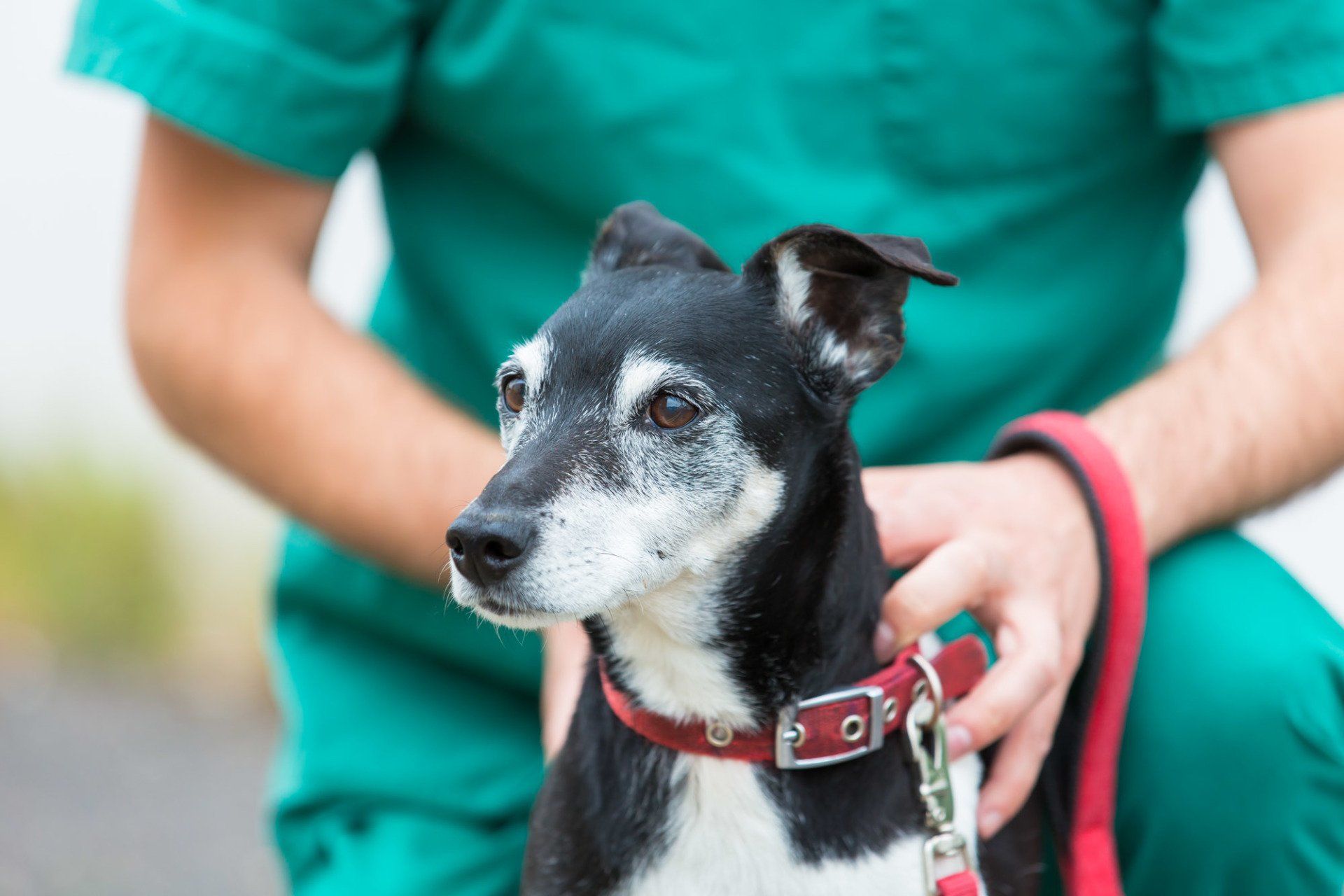 Quick Information Guides for Pet Owners