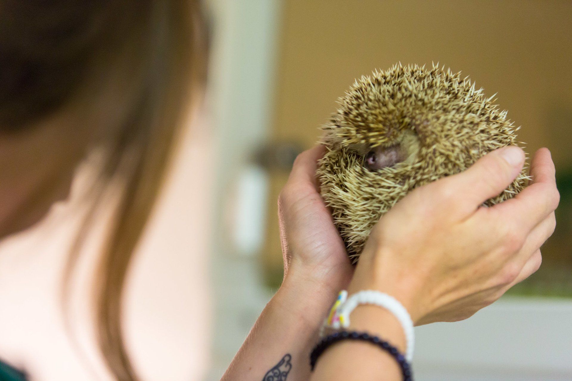 Consultations at Jurassic Vets in Sidmouth