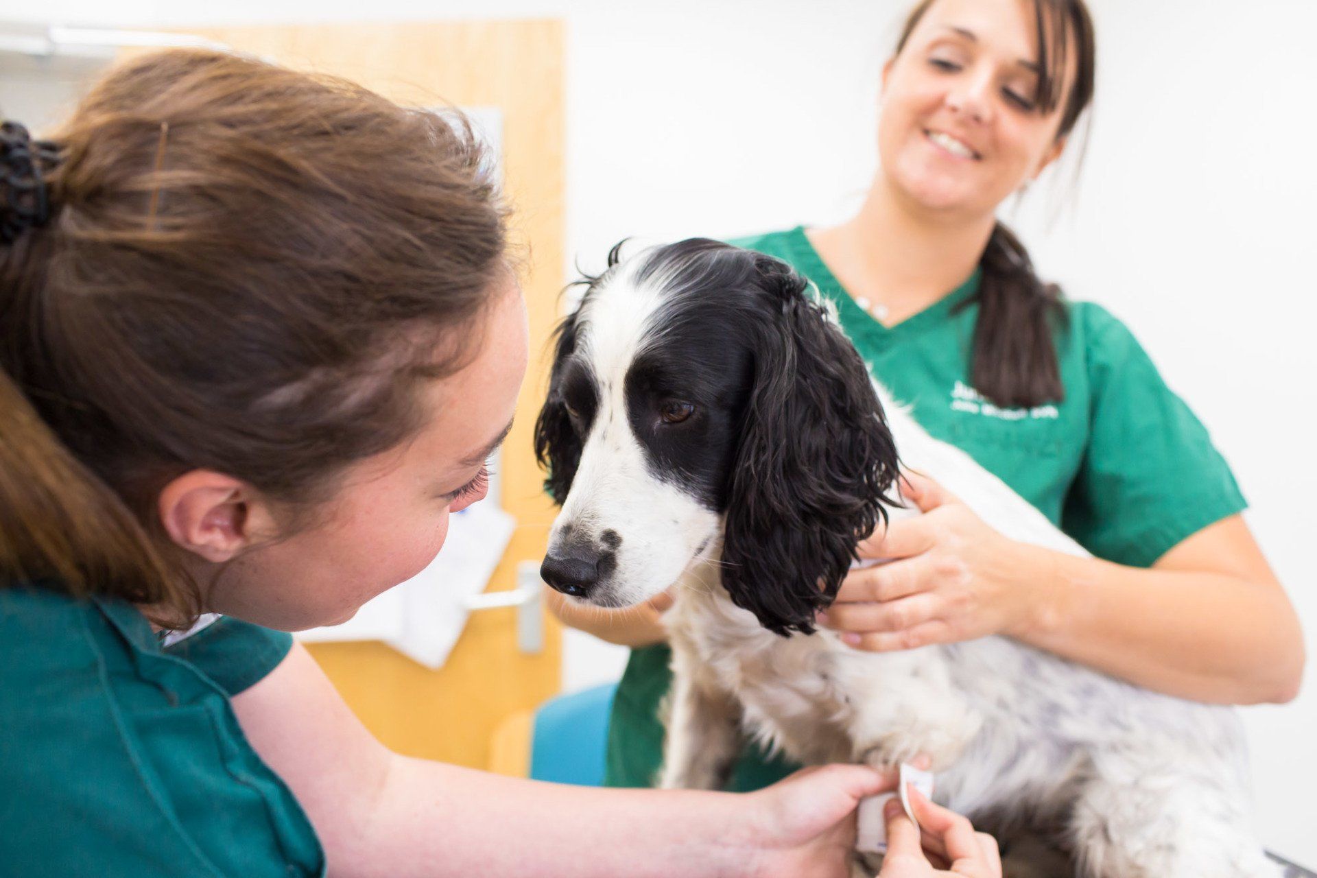 Prescriptions for pets in Sidmouth