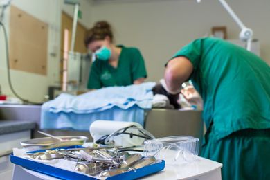Pet Surgical Care