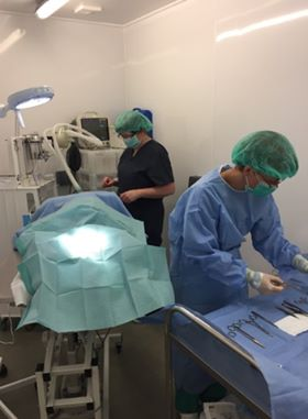 Vet Soft Tissue Surgery Sidmouth