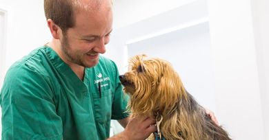 Consultations at Jurassic Vets in Sidmouth