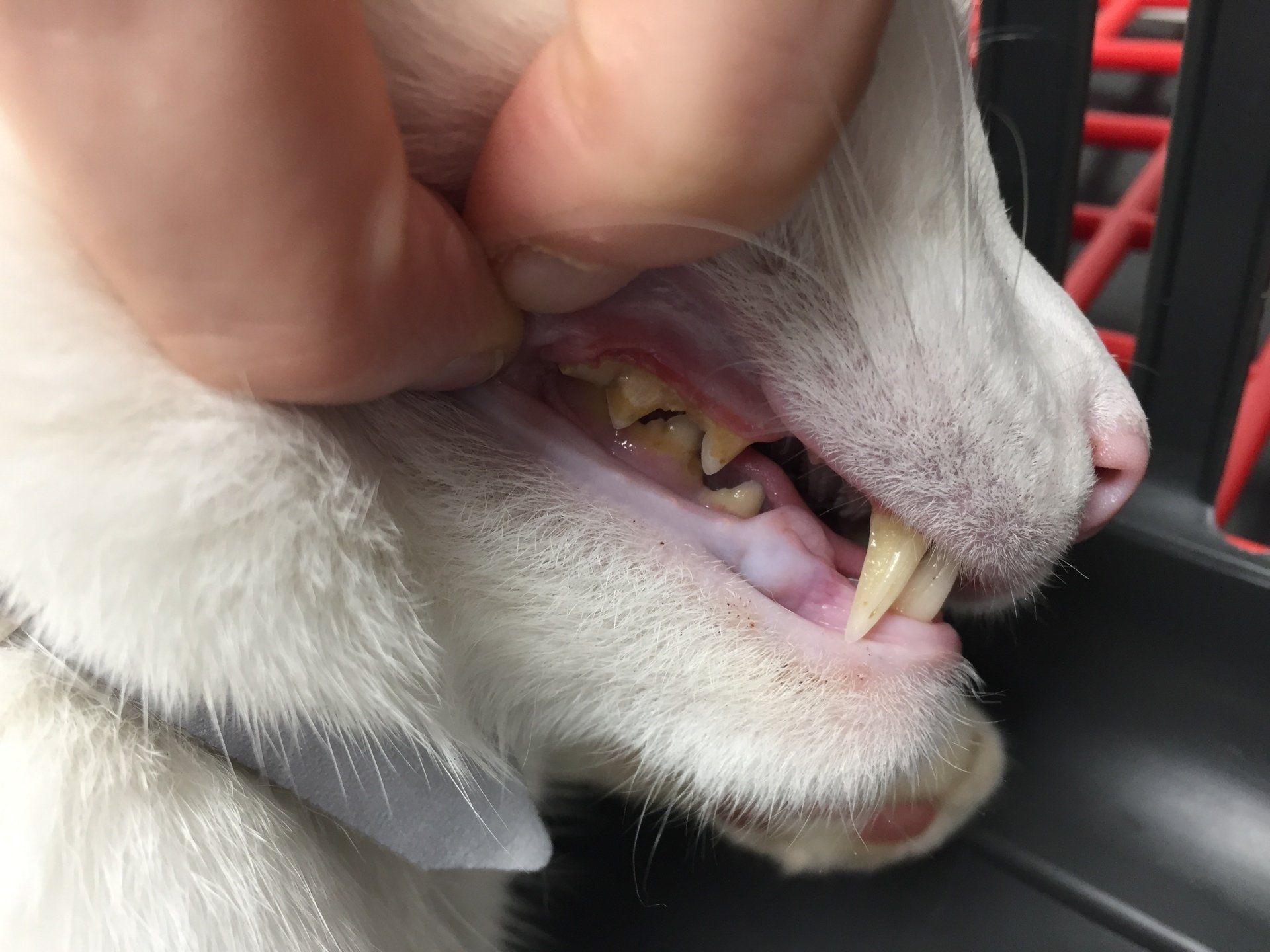 cat teeth from the side