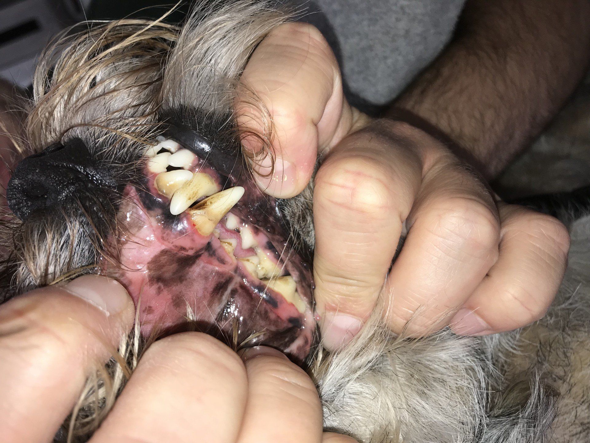 dog teeth