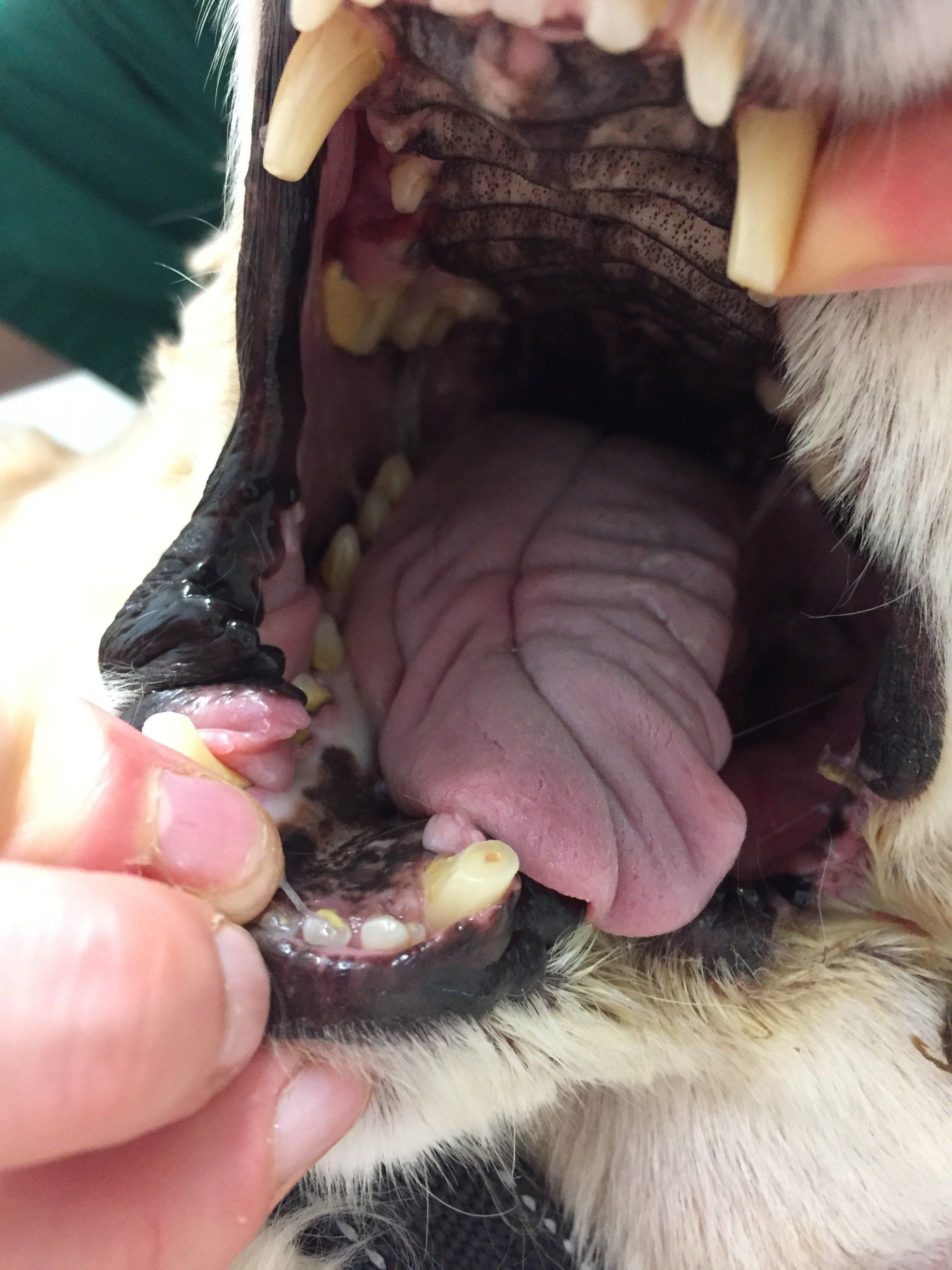 dog teeth 